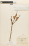 Ceratostema alatum (Hoerold) Sleumer, ECUADOR, F