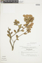 Gaultheria reticulata Kunth, ECUADOR, F