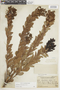 Gaultheria reticulata Kunth, PERU, F