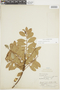 Gaultheria reticulata Kunth, PERU, F