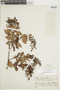 Gaultheria reticulata Kunth, ECUADOR, F