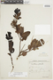 Gaultheria reticulata Kunth, BOLIVIA, F