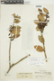 Macleania rupestris (Kunth) A. C. Sm., COLOMBIA, F