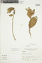 Macleania rupestris (Kunth) A. C. Sm., Peru, A. Sagástegui A. 9591, F