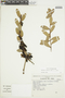 Macleania rupestris (Kunth) A. C. Sm., Peru, J. G. Sánchez V. 349, F