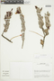 Oreanthes buxifolius Benth., Peru, M. O. Dillon 6304, F