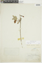 Oreanthes buxifolius Benth., ECUADOR, F
