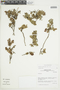 Pernettya prostrata (Cav.) DC., Peru, J. M. Cabanillas S. 281, F