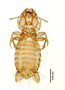 28865 Eutrichophilus emersoni PT v IN