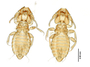 28877 Eutrichophilus emersoni PT d IN
