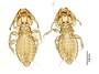 28877 Eutrichophilus emersoni PT v IN