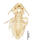 28878 Eutrichophilus emersoni HT d IN