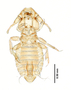 28878 Eutrichophilus emersoni HT v IN