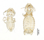 28871 Eutrichophilus minor PLT d IN