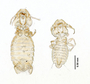 28871 Eutrichophilus minor PLT v IN