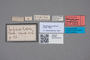 2818940 Xenopygus confusus HT labels IN