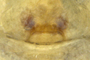 Anthrobia monmouthia female epigynum