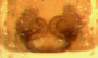 Ceraticelus fissiceps female epigynum