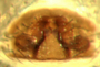 Ceratinops inflatus female epigynum