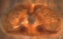 Collinsia holmgreni female epigynum