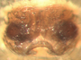 Gnathonarium dentatum female epigynum