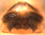 Grammonota angusta female epigynum