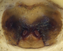 Grammonota capitata female epigynum