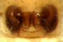 Grammonota maculata female epigynum
