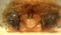 Grammonota subarctica female epigynum