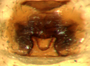Grammonota texana female epigynum