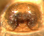 Idionella formosa female epigynum