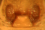 Idionella nesiotes female epigynum