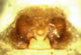 Idionella sclerata female epigynum