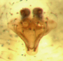 Phanetta subterranea female epigynum