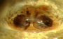Sisicottus montanus female epigynum