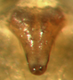 Tachygyna ursina female epigynum