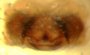 Walckenaeria cornuella female epigynum