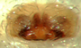 Walckenaeria pallida female epigynum