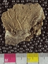 IMLS Silurian Reef digitization Project 2013, image of fossil
