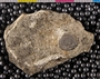 IMLS Silurian Reef Digitization Project 2013, image of Silurian fossil from the Chicago area