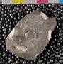 IMLS Silurian Reef Digitization Project 2013, image of Silurian fossil from the Chicago area
