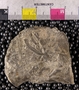 IMLS Silurian Reef Digitization Project 2013, image of Silurian fossil from the Chicago area