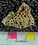 IMLS Silurian Reef digitization Project 2013, image of tabulate coral, specimen P 8823