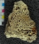IMLS Silurian Reef digitization Project 2013, image of tabulate coral, specimen P 11370