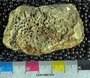 IMLS Silurian Reef digitization Project 2013, image of tabulate coral, specimen PE 3418