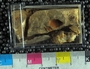 IMLS Silurian Reef digitization Project 2013, image of tabulate coral, specimen PE 61440