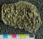 IMLS Silurian Reef digitization Project 2013, image of tabulate coral, specimen PE 61445