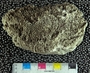 IMLS Silurian Reef digitization Project 2013, image of tabulate coral, specimen UC 2789