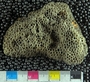 IMLS Silurian Reef digitization Project 2013, image of tabulate coral, specimen UC 4422