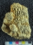 IMLS Silurian Reef digitization Project 2013, image of tabulate coral, specimen UC 18084